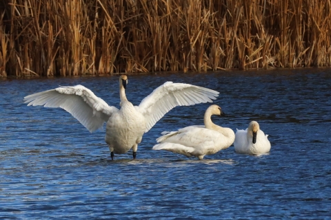 A family of trumpeter swans sitting in shallow water
