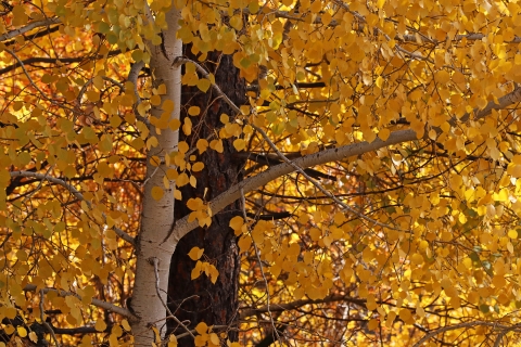 A dense canopy of golden aspen leaves