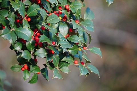 A close-up of an American holly branch. It is full of green pointed leaves and bright red berries.