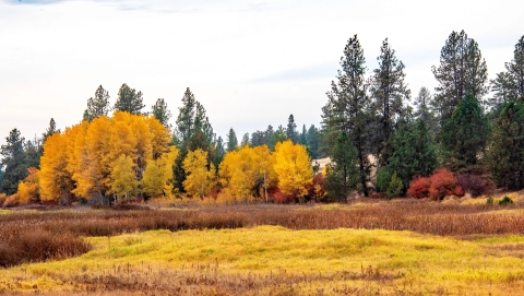 Golden leaves of aspen trees contrast nearby pines