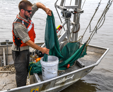 The trawl has been retrieved and the cod end is being emptied into a 5-gallon bucket.