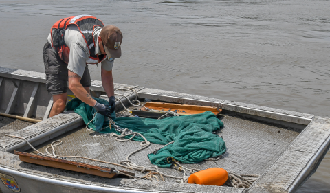 Otter trawl is being prepared for sampling