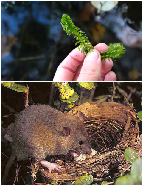 Top image is hand holding a healthy fragment of Elodea above a waterbody, bottom image is an invasive rat sitting in bird nest.