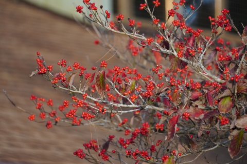 A tree with wilting red and green leaves and hundreds of bright red berries. A brown roof is blurred in the background.