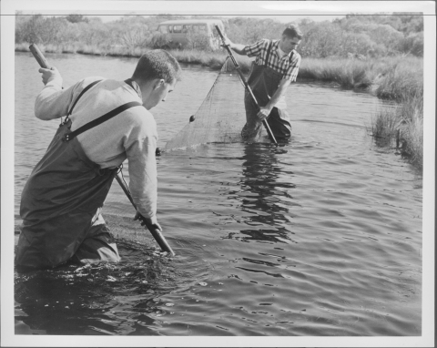Close-up, from the side, of two men hauling a large net through a body of water that is about knee- to hip-deep; they each have and end of the net, which features long poles for handling. Both men are wearing rubber wading pants. On the shore in the background is parked a large van; the bank and area beyond the bank features high grass/vegetation.