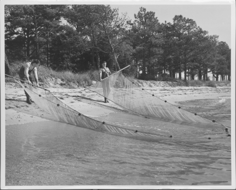 View taken from the shallow portion of the water along a sandy, beach-like shoreline, showing two men, each holding the end of a long rectangular net (which features floats along it's length, as well as wooden poles at each end for holding), in the act of pulling the net ashore (the center part of the net is the furthest into the water) in order to collect fish. Both men wear wading pants. Just beyond the sandy shore is a line of trees.