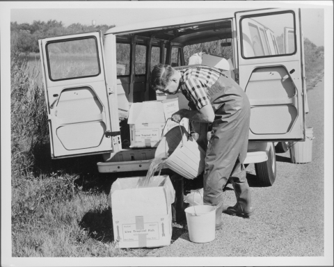 View of a man standing at the back of a large van with it's back doors fully open. The man, who is wearing rubber wading pants, is in the act of dumping water and fish out of a large bucket and into a mid-size cardboard box that is lined with a plastic bag. The box is marked "Live Tropical Fish". Other similar boxes are visible in the van. Other buckets are at the man's feet, and beside the right side of the van. The van is parked along a road, with a field on the left side of the van/road.