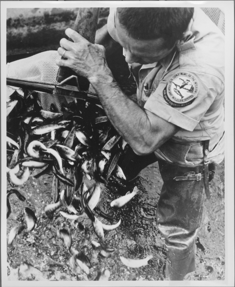 Close-up of a man wearing a Bureau of Sport Fisheries uniform, in a the act of dumping a mid-size net full of fish into an ankle-deep pool of water. The man also wears a pair of rubber wadding boots. The Bureau of Sport Fisheries and Wildlife patch on the sleeve of his short-sleeved uniform shirt is very visible.