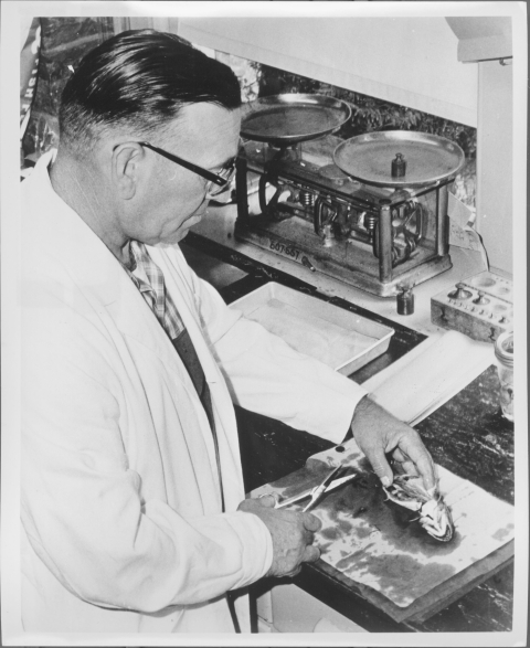 View from over the shoulder and from the side of a man wearing a lab coat and a pair of eyeglasses, in the process of surgically examining a medium-sized fish on a table in a laboratory; the table features various piece of lab equipment, such as a scale. A window is visible just beyond the table.
