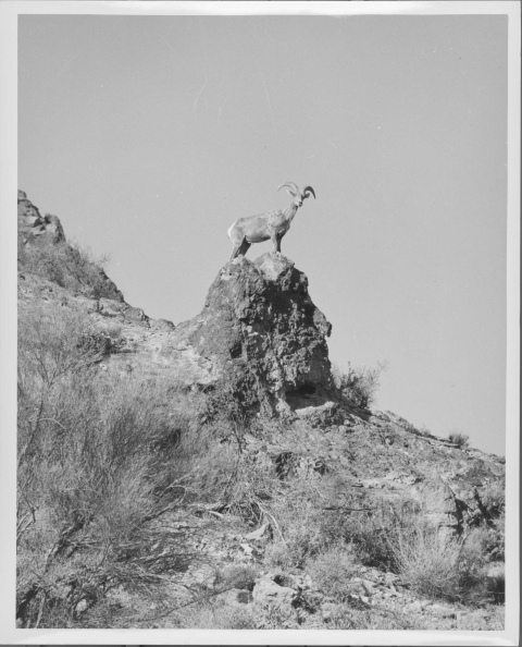 Young Desert Bighorn Sheep standing atop a short crag of rock on a slopping landscape; the sheep is looking directly into the camera. The area is dotted with various small scrubby vegetation