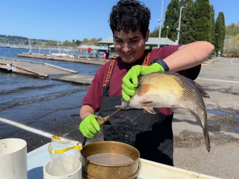 Field crew member holding a fish