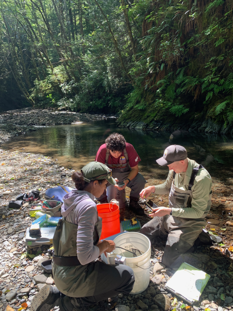 Three field crew members in waders on a river bank collecting data from buckets of captured fish. River and vegetation in the background.