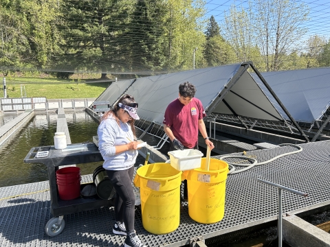 Two fish hatchery workers collecting data on fish from sampling buckets. Hatchery ponds and canopies in the immediate background. Trees and blue sky in the distant background. 