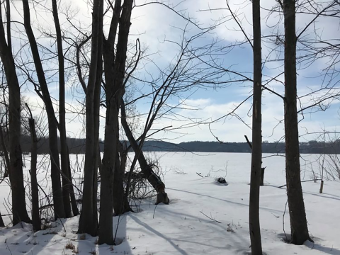 Dark and tall trees over two inch snow cover on a sunny day