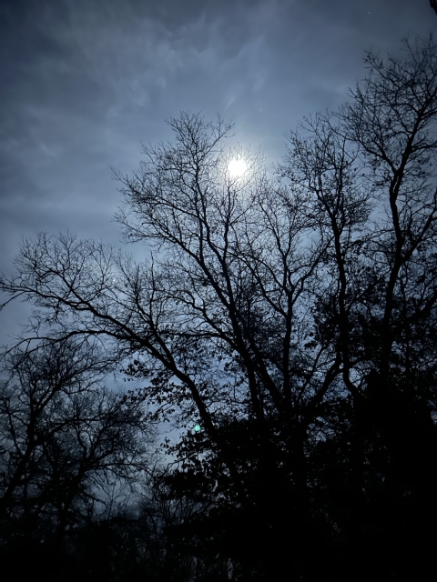 Photo of the sky with the sun shining through clouds and dark trees