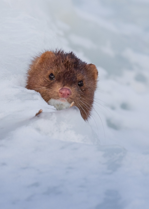 A brown mink head popping out of snow. 
