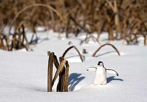 A small penguin figurine stands on a snowy landscape next to dried plants.