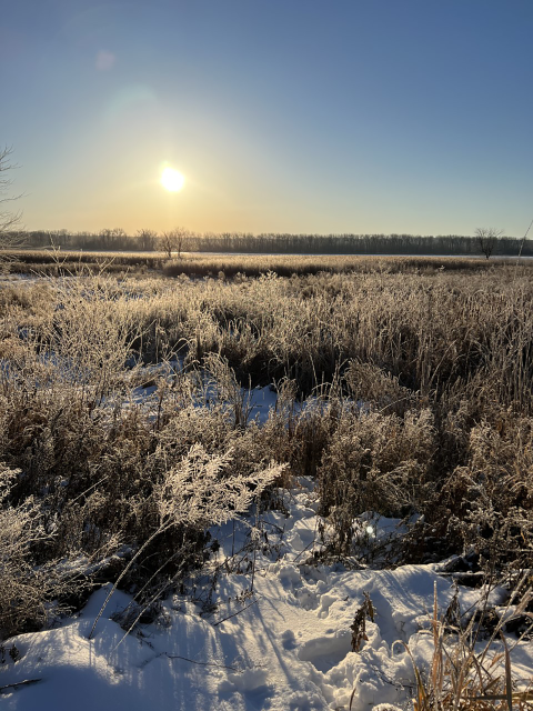 Short wooden plants with one inch of snow and a blue sky at sunset