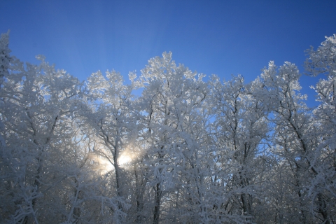 Trees covered in white snow with blue skies in the background