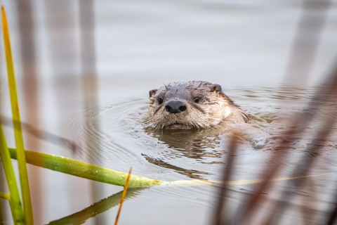 A river otter sticks its head above the water surface