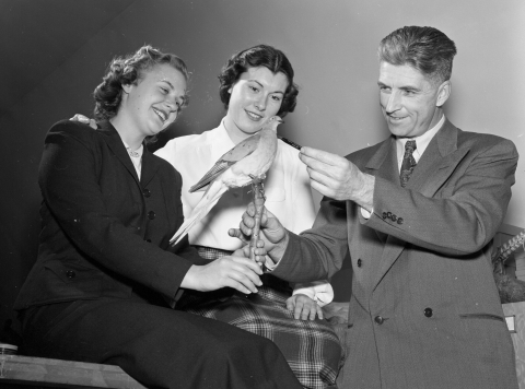 Black and white photo of two young woman seated on a table in skirts observing a stuffed pigeon show to them by an older man in a suit.