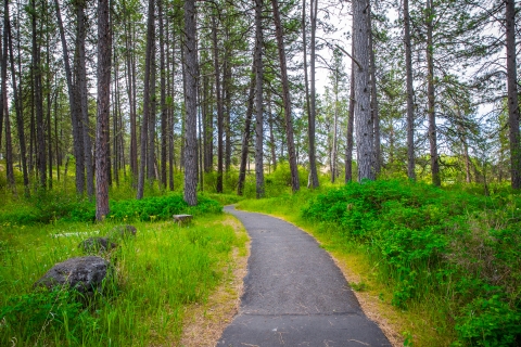 A paved trail passes through pine trees
