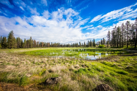 A small perennial wetland