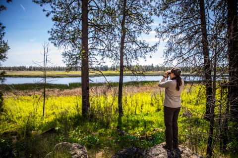 A biologist uses binoculars during a survey