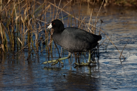 Black bird with a white bill, red eyes, and greenish-yellow lobed feet standing along a shoreline with water at their feet and plants in the background.