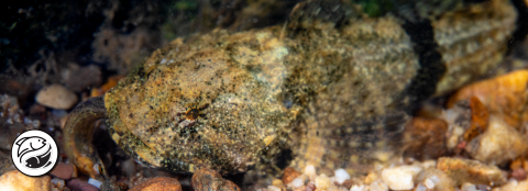Banded sculpin eating a small darter