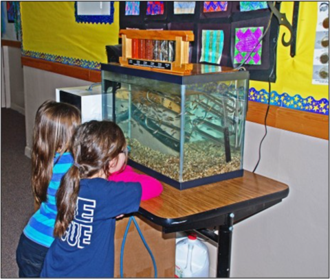 Two California students watch classroom tank. 