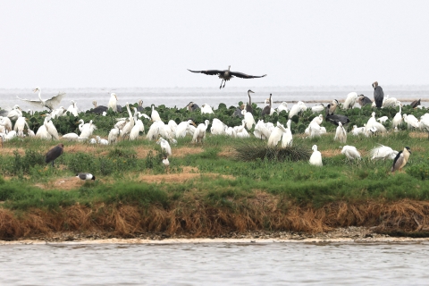 A dark bird soars near many white and tan birds that are forging on an island.