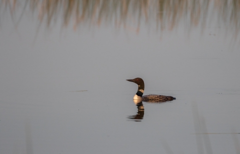 Black and white bird swimming in a glassy wetland with the water appearing gray. The loon's reflection is mirrored in the water.