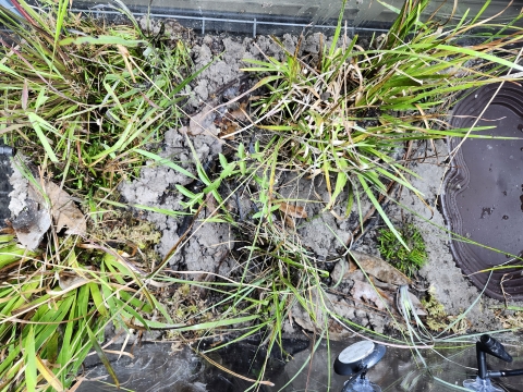 Wetland plants in a bioactive terrarium.