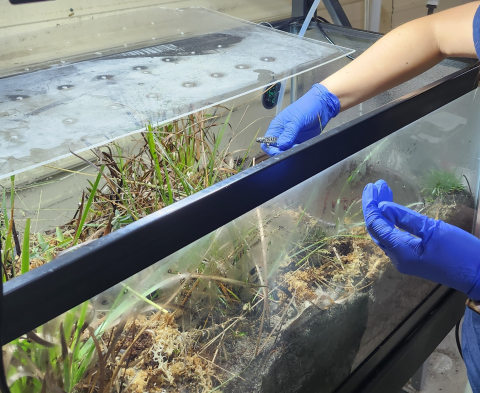 Warm Springs Fish Technology Center team member placing a Frosted Flatwoods Salamander in a breeding terrarium.