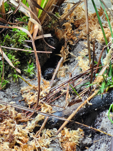 A Frosted Flatwoods Salamander peeking its head out of a burrow in a breeding terrarium.
