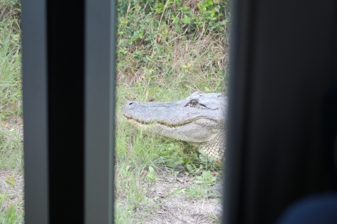 Alligator looking at entrance doors to shuttle bus