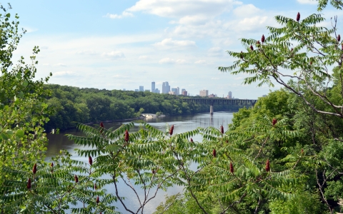 A photo of Mississippi river and surrounding vegetation with skyline in the distance