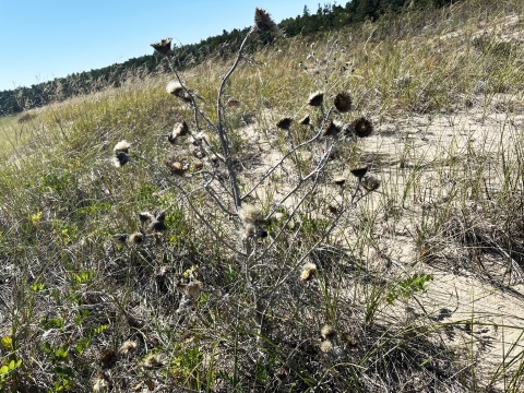 dry plant with seed pods on sandy grassy slope