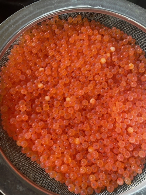 Rainbow Trout eggs in strainer