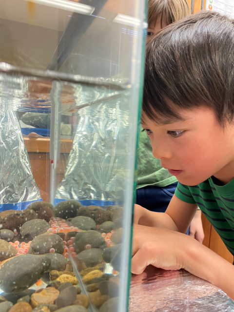 Student looking at classroom fish tank full of trout eggs. 