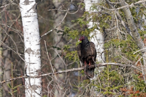 A large black bird perching on a tree branch in a forest with birch trees in the background.