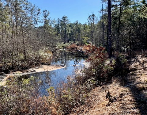 A small pond surrounded by pine forest