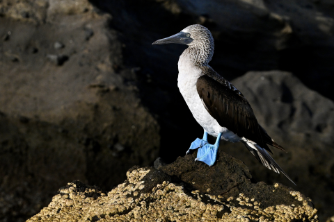 Blue-footed Booby (Sula nebouxii)