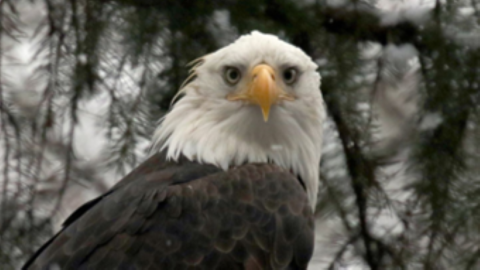 Eagle watching