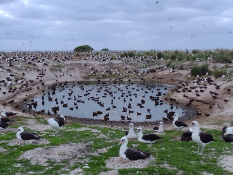 Laysan duck dabbling on a small pond surrounded by Laysan albatross at Midway Atoll NWR