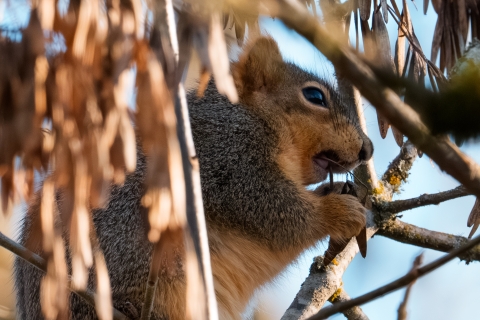 Eastern Fox Squirrel feeding