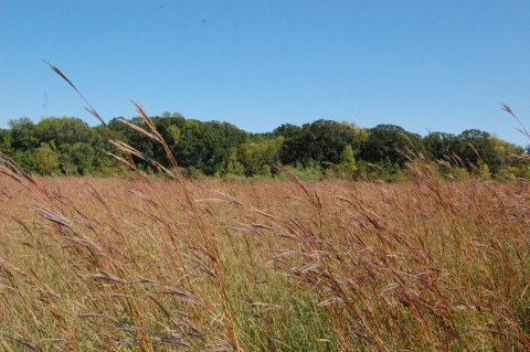golden prairie plants sway in the breeze as green trees peak over from behind