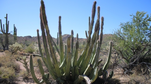 a shaggy cactus with sprawling branches in a desert landscape