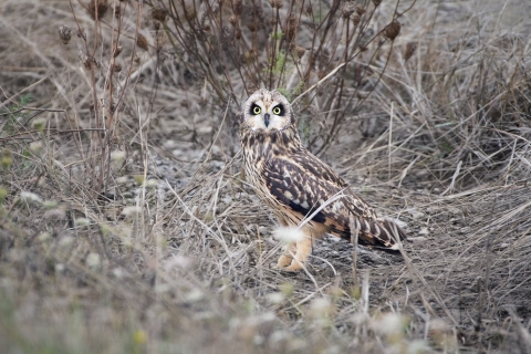 Medium sized owl on the ground